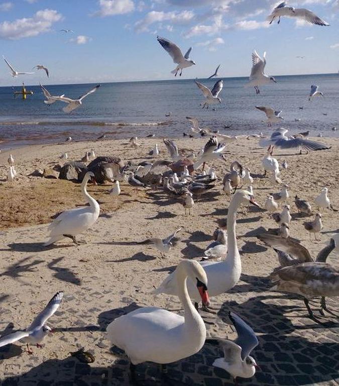 Kolibki Apartment - Hav Aparts Gdynia Zewnętrze zdjęcie